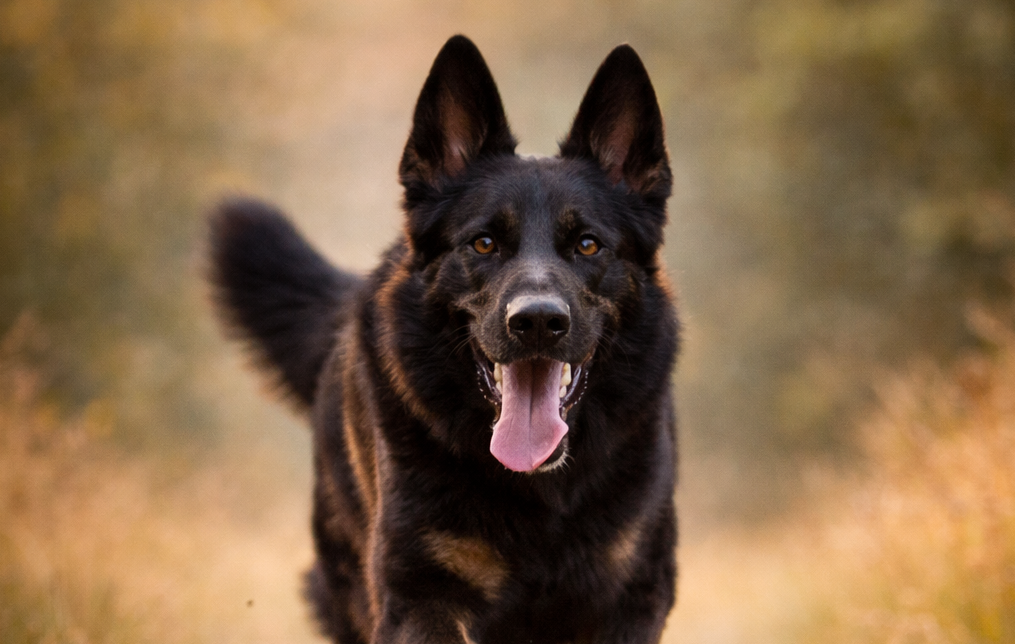 Chien sportif en mouvement, illustration de la récompense par l’action